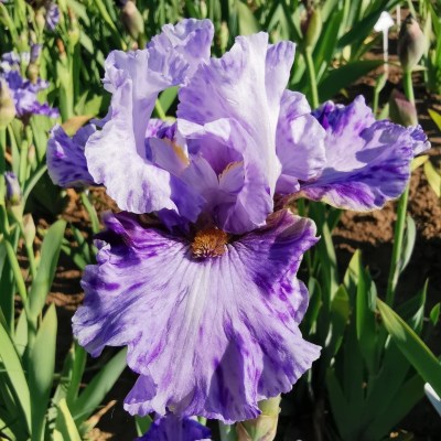 Broken Pattern (Black, 2003)